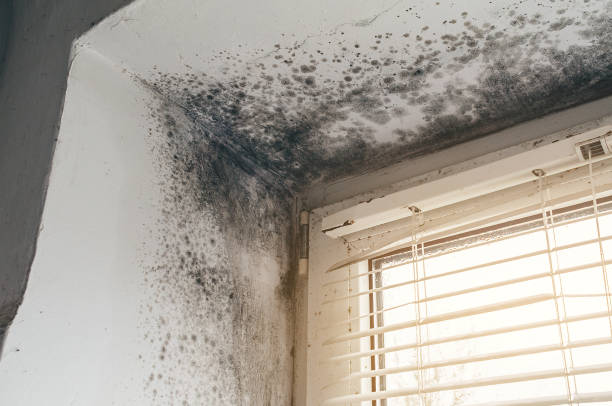 Affordable Attic Mold Remediation solutions in Street, MD