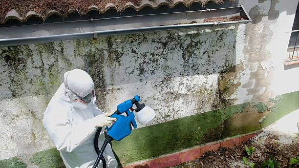 Top rated local Attic Mold Remediation specialists in Street, MD